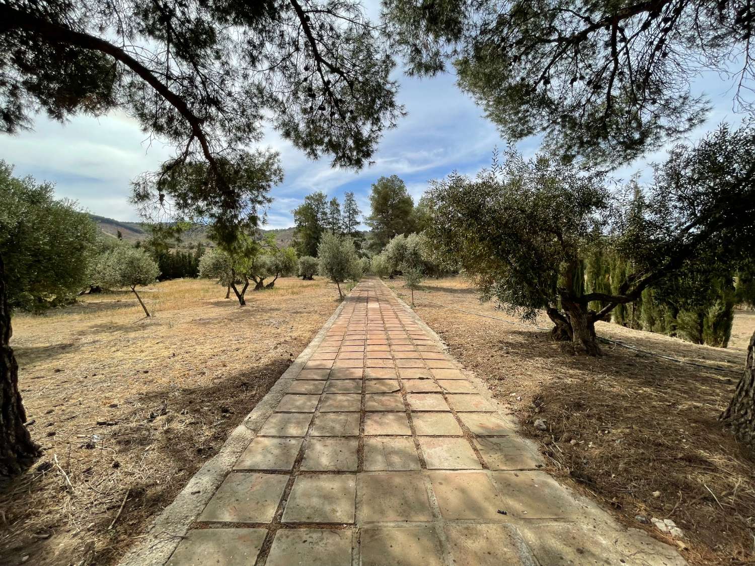 Domain en vente à Antequera