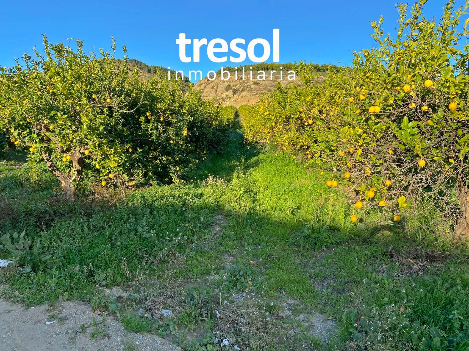 CITRUS FARM. 64.000m2, WITH OWN WELL